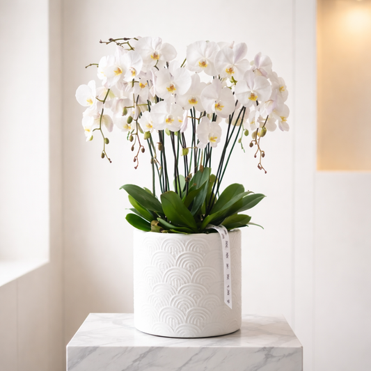 Premium Orchids