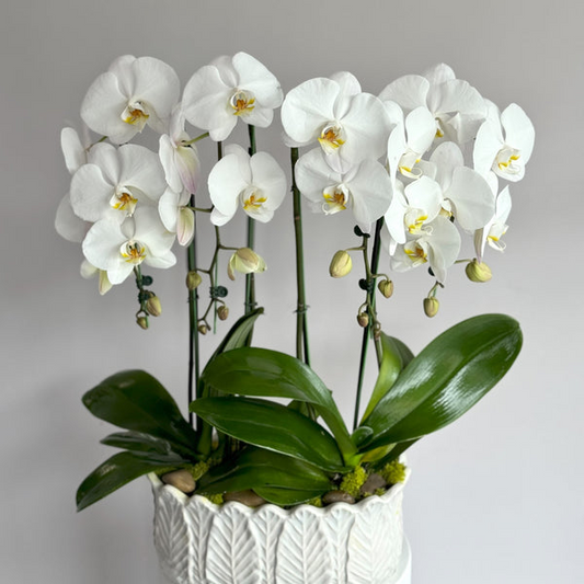 Premium Orchids image 0