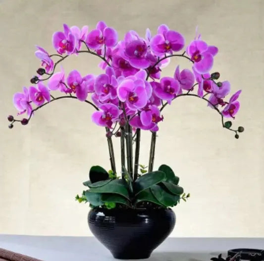 Orchids