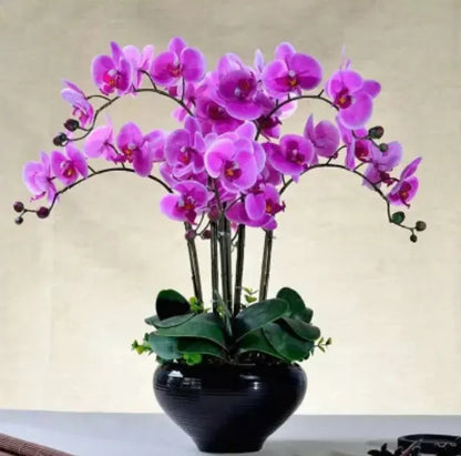 Orchids