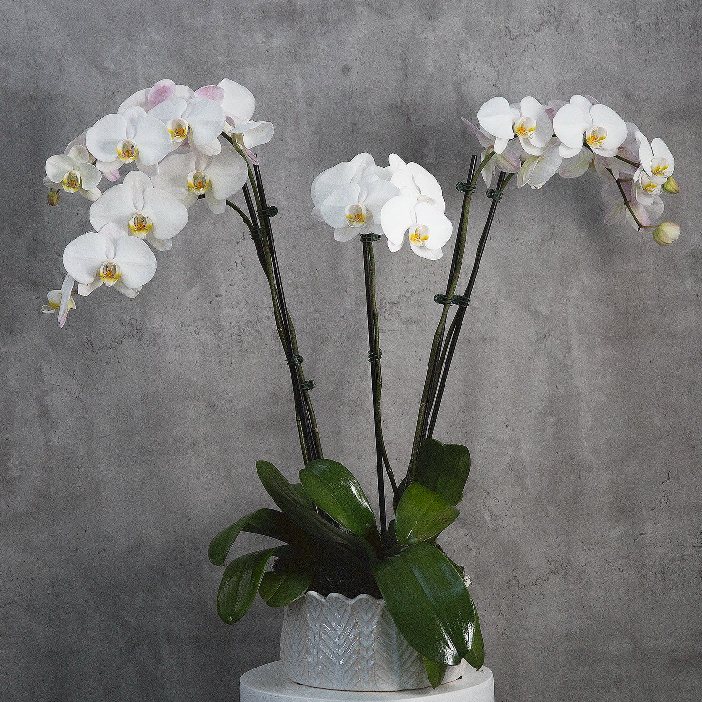 Orchids