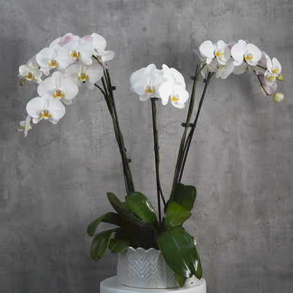 Orchids