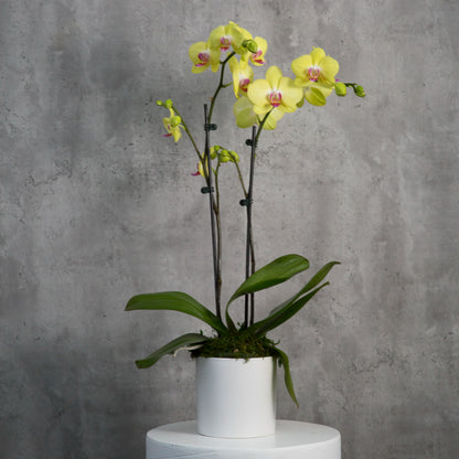 Orchids