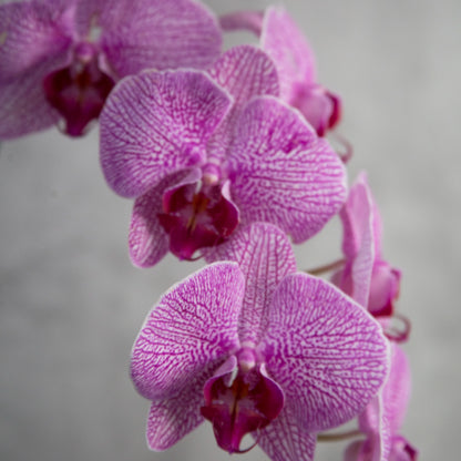Orchids